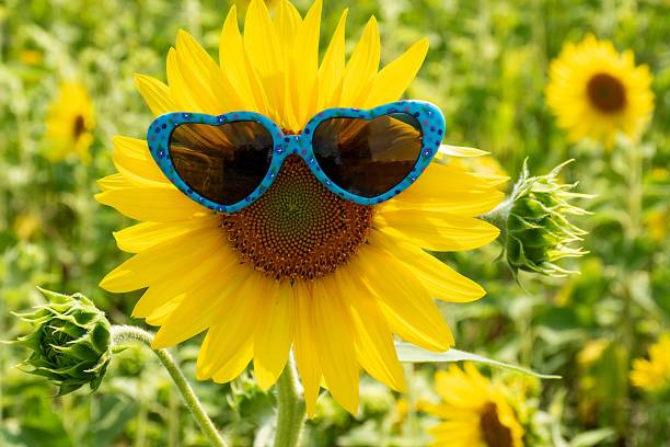 Closeup of heart-shaped sunglasses on a bright yellow sunflower in a field
