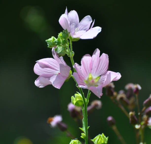 istock Malva thuringiaca (Lavatera thuringiaca) blooms in the wild 1957990345