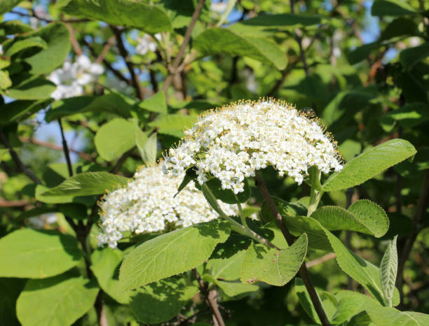 istock Viburnum (Viburnum lantana) blooms in spring 1957994046