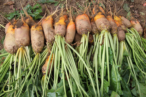 In the field, a dug-up crop of fodder beets lies in a heap