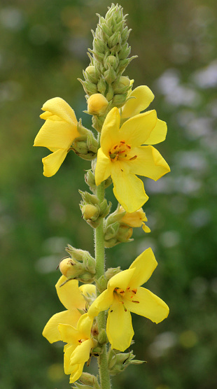 In the summer, mullein (Verbascum) blooms in the wild