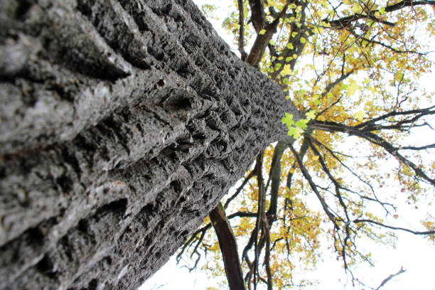The trunk of an old oak tree with a crown