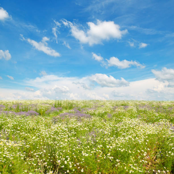 Abstract summer defocused backdrop. Meadow with grass and flowers in soft focus. Background for summer, nature, ecology and environmental conservation concept.