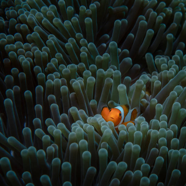 A sea anemone from which one orange clown fish peeps