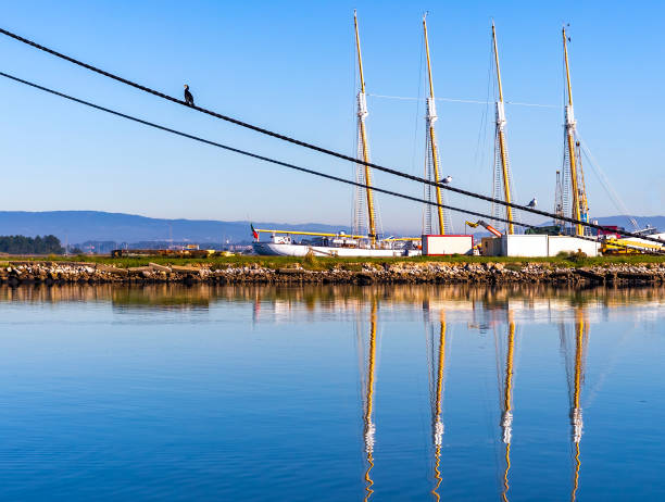 istock Cormorant and seagulls on a ship's mooring cable.  Four-masted schooner in the background. 1958014502