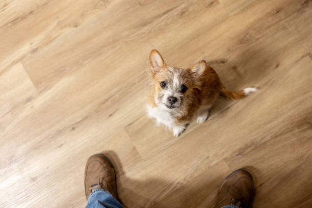 istock Puppy at home 1958018774