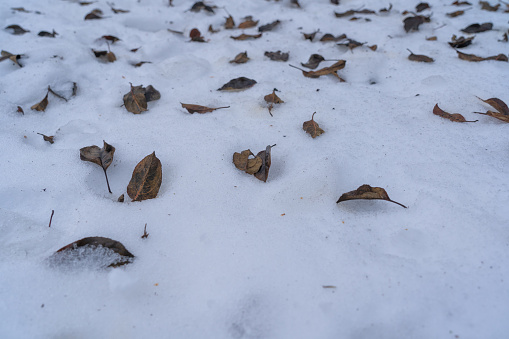 Dry fallen leaves lie in disarray on the melted snow. Background. Texture.