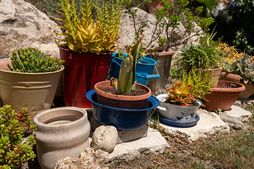Elegant Garden Design: Succulents Flourish in Flower Pots Repurposed from Old Buckets and Pans, Showcasing the Art of Recycling, Reuse and Aesthetic Garden Decor.