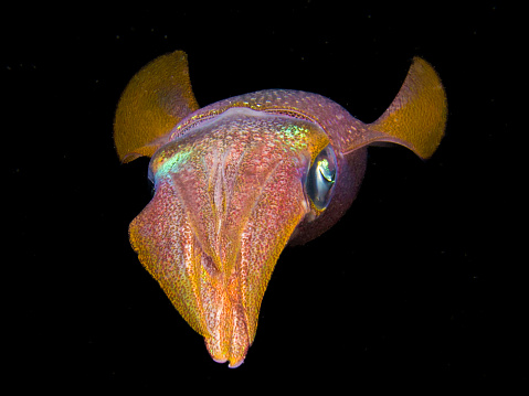 Squid at night in the Mediterranean Sea