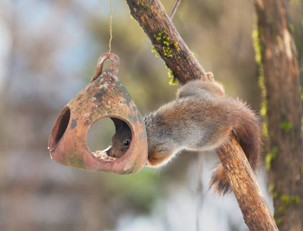 istock Squirrel on a bird feeder, Oslo Norway 1958051531