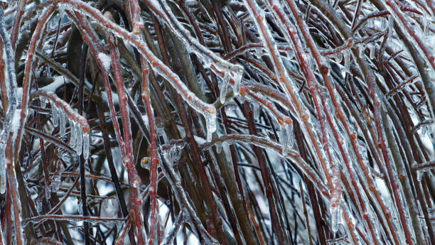 istock Background from interweaving ice vine plants, freezing rain. Selective focus. 1958060936