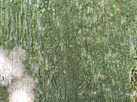 Close-up of green oak tree bark forming a natural background.