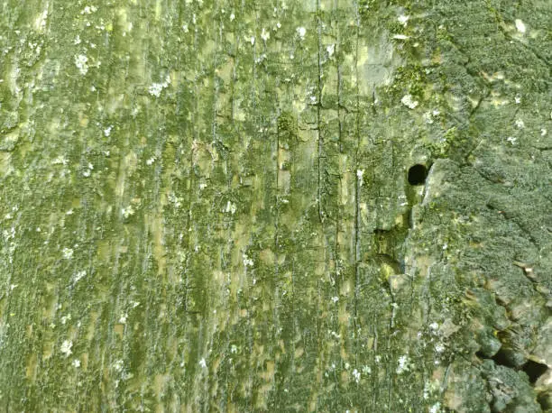 A detailed close-up shot of green oak tree bark texture.