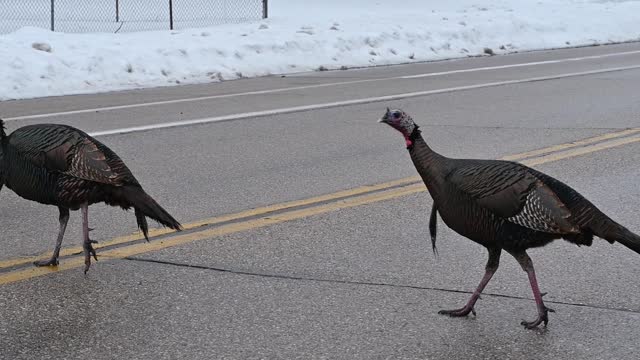 Turkeys Crossing the Street