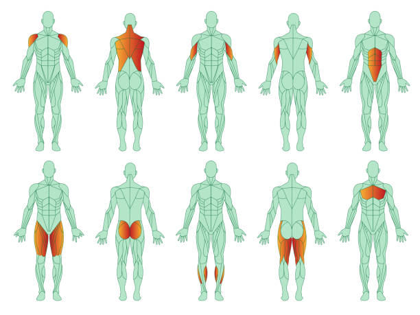 근육 일러스트 아이콘 세트입니다. 남자의 그림과 강조 표시된 이두근, 삼두근, 대퇴사두근, 종아리 및 광배근. 만화 평면 벡터 세트 고립 된 흰색 배경. 훈련 및 스포츠. - latissimus dorsi illustrations stock illustrations