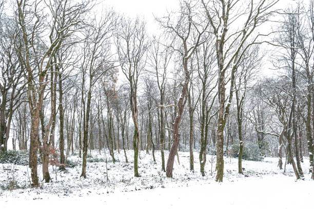 Wintry woodland, Scotland.