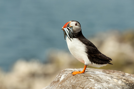 Puffin, atlantic puffin, Scientific name: Fratercula arctica.  Close up of a cute puffin, perched on a rock off the coast of Northumbria, England with a beak full of sand eels.    Space for copy.