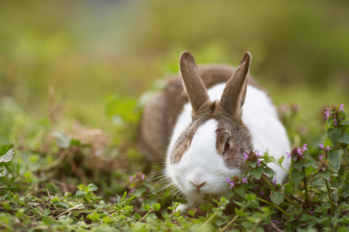 White and brown rabbit sitting in grass, smiling at camera