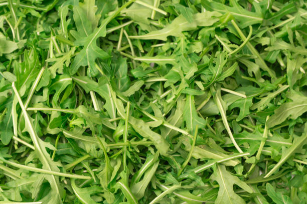 istock Fresh leaves of arugula as a background. 1958121160