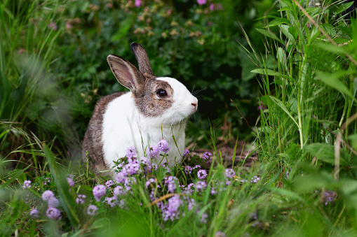 This is a beautiful gray rabbit bunny and yellow chick.