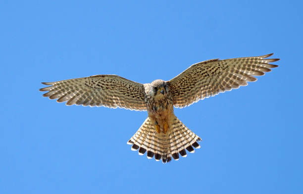 istock Close up of Kestrel in flight hovering 1958139546