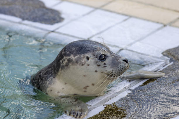 Baby Harbor seal or common seal Phoca vitulina in seal sanctuary Pieterburen in municipality Het Hogeland in Groningen province in The Netherlands