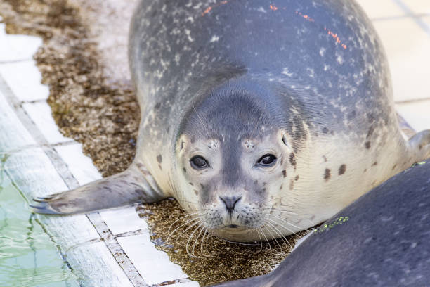 istock Baby seals in Pieterburen 1958162554