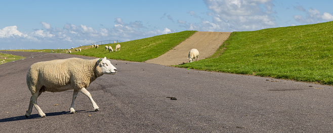 Sheep at the dike in Wadden sea area near Pieterburen in Het Hogeland in north Groningen in The Netherlands
