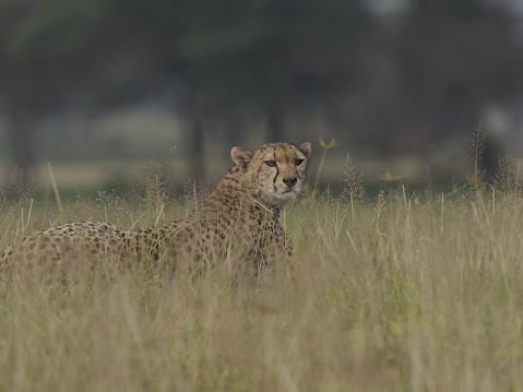 cheetah cubs on the savannah