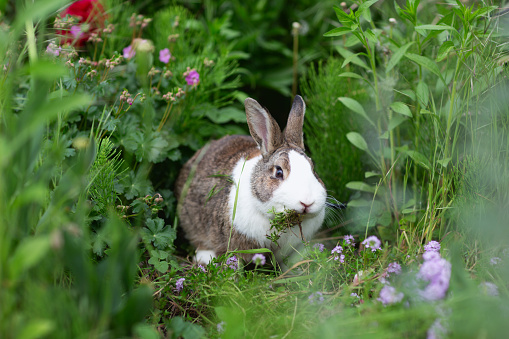 Two rabbits of different colours sit next to each other in a hutch and look into the camera.