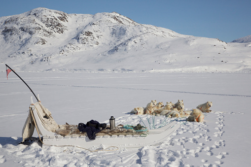 Greenlandic sled dogs are resting, near Sisimiut, Greenland, Denmark. Image was taken with a drone.