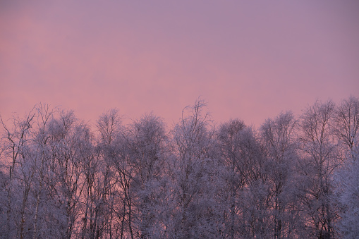 Winter landscape at dawn, frozen tops of a birch tree against the backdrop of a purple sky. High quality photo
