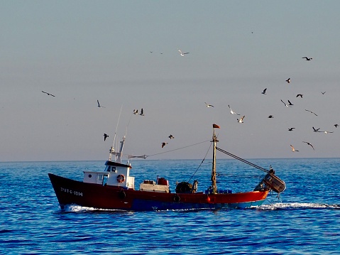 Khabarovsk Krai, Russia - July 27, 2022: Fishermen with the fresh pink salmon ( Oncorhynchus gorbuscha ) catch. Sea of Okhotsk coast. Sakhalin Gulf, Chkalov Island. Khabarovsk Krai, far East, Russia.