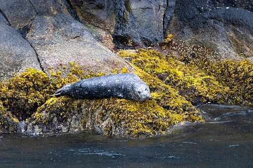Harbor seal at Resurrection Bay, Alaska, US. High quality photo