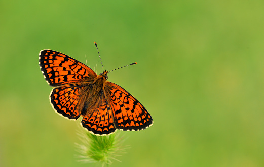 Butterfly spreading wings.
