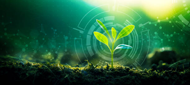 Young Sprout Agricultural Technologies Banner Young Sprout Agricultural Technologies, Scientific Research Banner, Organic Digital Background. Copy Space message of nature stock pictures, royalty-free photos & images
