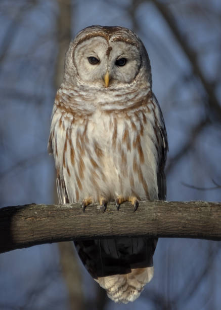 istock Staring Barred Owl perched on tree branch at dusk 1958221054
