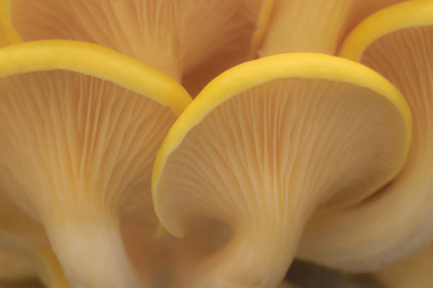 istock Yellow lemon oyster mushrooms. Macro wallpaper, background 1958230860
