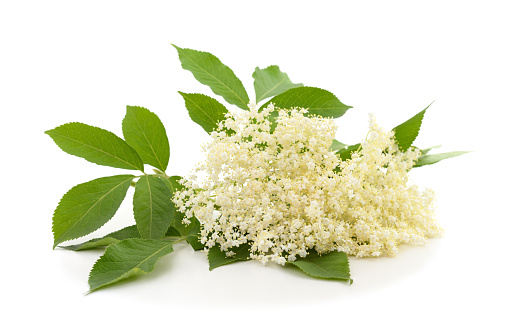 Purple lilac tree beautiful flowers on white background. Horizontal photo.