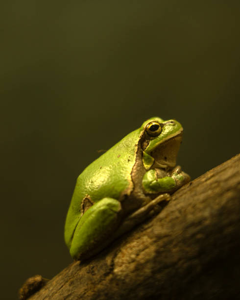 istock Yellow-blue lizard Panther-chameleon sitting on a large branch 1958231912