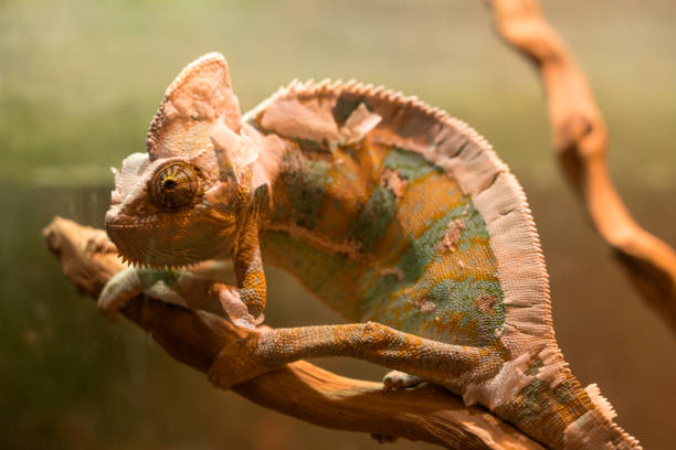 istock Yellow-blue lizard Panther-chameleon sitting on a large branch 1958232429