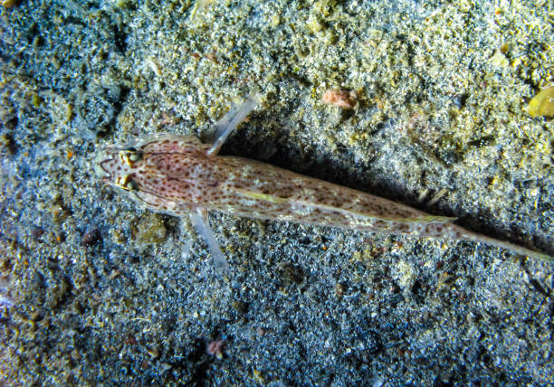 Bucchich's goby (Gobius bucchichi), rare species of goby from Crimea, Tarkhankut, Black Sea Bucchich's goby (Gobius bucchichi), rare species of goby from Crimea, Tarkhankut, Black Sea gobio gobio stock pictures, royalty-free photos & images