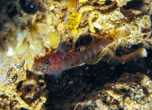 Steinitz's goby - Gammogobius steinitzi (Perciformes, Gobiidae), rare species of goby from Crimea, Tarkhankut, Black Sea Steinitz's goby - Gammogobius steinitzi (Perciformes, Gobiidae), rare species of goby from Crimea, Tarkhankut, Black Sea gobio gobio stock pictures, royalty-free photos & images
