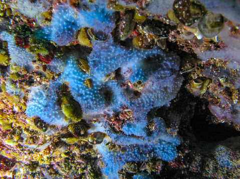 Blue sea sponges (Disidea fragilis) on the coastal cliffs in Krimea, Black sea
