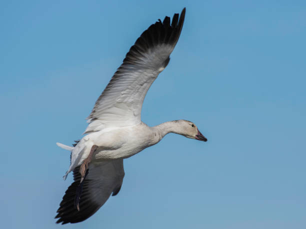istock Coming in for a Landing 1958237137
