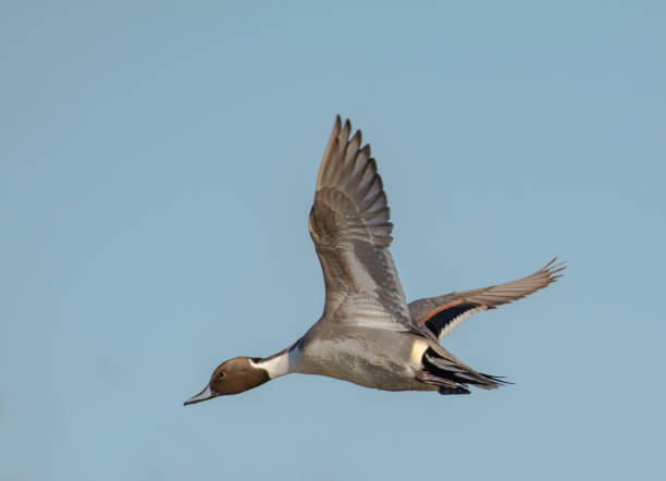 istock Male Pintail Duck 1958237143