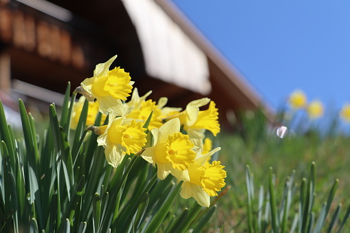 Directly above view of an assortment of yellow daffodil flowers surrounding horizontal frame.