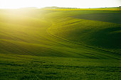 Green Spring Background: Tractor Traces in the Sunlit Green Fields