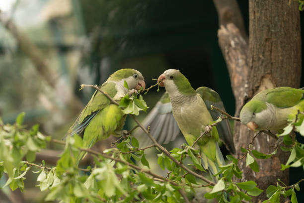 A monk parakeet (Myiopsitta monachus), also known as a quaker parakeet, sits on a green tree branch in the early morning in the northern Pantanal, Mato Grosso in Brazil.