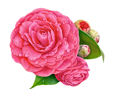 An illustration of a large pink Camellia flower with a few leaves and buds.